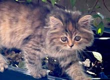 Persian cat female 5 months old Persian cat female 5 months old