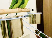 plum headed parakeet pair, 2 years old plum headed parakeet pair, 2 years old