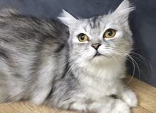 بيع قطة هاف بيكي حامل  ….
