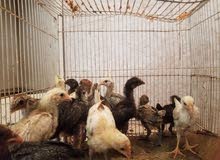 1 Month Old Chicks 1 Month Old Chicks