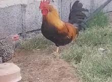 دجاج حبحب عماني دجاج حبحب عماني
