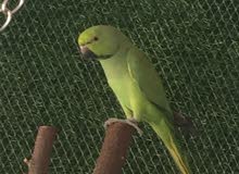 للبيع طيور درة ذكر العدد 2 وحشيات للبيع طيور درة ذكر العدد 2 وحشيات