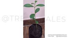 The miracle fruit for diabetics- Java Plum Tree for Sale شتلة برقوق جافا للبيع The miracle fruit for diabetics- Java Plum Tree for Sale شتلة برقوق جافا للبيع