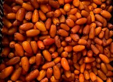 تمور دقلة ودان طازه (2020) تمور دقلة ودان طازه (2020)