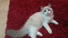 قطه نثيه قطه نثيه