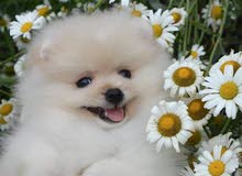Pomeranian puppy Pomeranian puppy