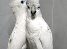Cockatoo parrot Guffin male and female كوكاتو جوفين ذكر وانئى
