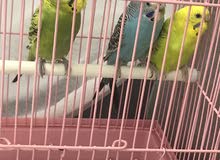 طيور البادجي او الحب اناث و ذكر طيور البادجي او الحب اناث و ذكر