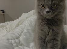 قطه شيرازيه للبيع - kitten for sale قطه شيرازيه للبيع - kitten for sale