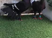 حمام سوري فاخررللبيع حمام سوري فاخررللبيع