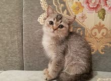 بريتش شورت هير بريتش شورت هير