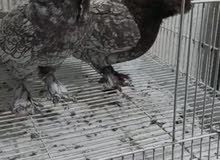 ذوج بلادمير للبيع طيور كلش حلوات ذوج بلادمير للبيع طيور كلش حلوات
