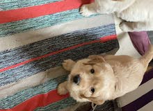 2 golden buppy 2 golden buppy