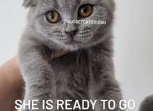 Scottish fold and british short hair kittens available in dubai by German breede Scottish fold and british short hair kittens available in dubai by German breede