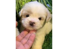Beautiful Maltese Beautiful Maltese