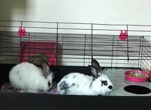 french rabbits french rabbits