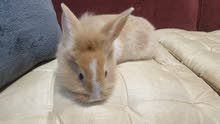 Mini Lion Head Rabbit Mini Lion Head Rabbit