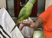 بغبغاء الدرة بغبغاء الدرة