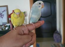 tamed budgie pair for sale tamed budgie pair for sale