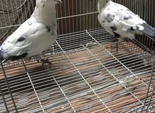 حمام بصحه طيبه وممتازه حمام بصحه طيبه وممتازه