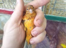 كنار  فراخ كراز  وجوز