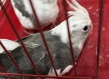 زوج كوكتيل منتج ابيض للبيع white cockatiel for sale
