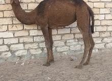 بكرة وقعود بكرة وقعود