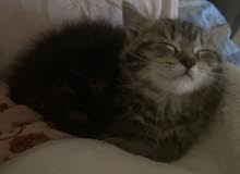 Mixed Bengal Kitten For Sale! / قطط للبيع