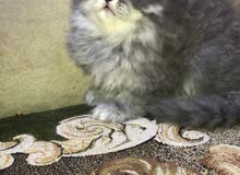قطه للبيع قطه للبيع