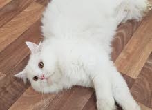 ذكر شيرازي ذكر شيرازي