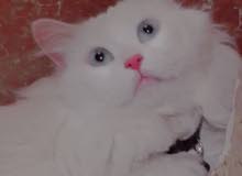 قط لبيع قط لبيع