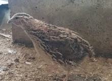 طيور الفري (السمان) للبيع طيور الفري (السمان) للبيع