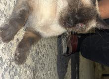قطه سكوتش