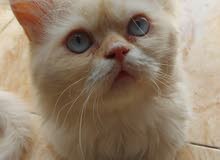 قط هملايا اورانج ذكر للبيع