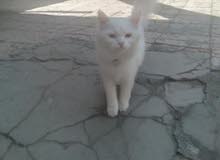 قطه شيرازي عمره 4مندنفشه نثيه لعوبه قطه شيرازي عمره 4مندنفشه نثيه لعوبه