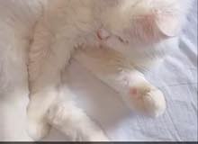قطه ل التزاوج قطه ل التزاوج
