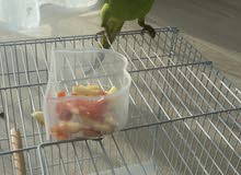 baby Parrot Indian ringneck for sale- Male