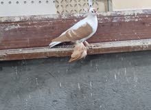 سكسوني احمر سكسوني احمر