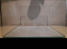 Fish tank Aquarium Fish tank Aquarium