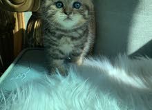 Scottish fold Scottish fold