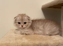 scottish fold scottish fold
