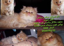 قطط صغيره عمر شهرين للبيع قطط صغيره عمر شهرين للبيع