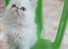ذكر بيرشن بكي فيس ذكر بيرشن بكي فيس