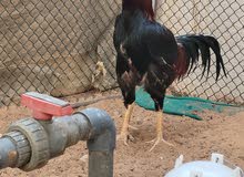دياكه باكستانيات للبيع دياكه باكستانيات للبيع