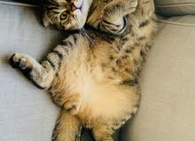Cute Scottish fold Cute Scottish fold