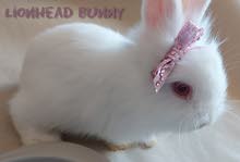 Adorable lionhead Bunny