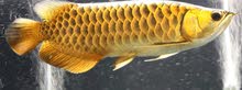 سمكة gold arowana للبيع ب 4300 درهم و قابل للتفاوض السمكة تعيش فوق 20 سنه السمكة نادرة جدا جدا