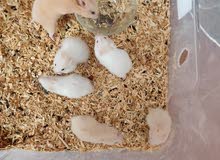 Hamster babies Hamster babies