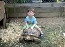 sulcata tortoise (land turtle) سلاحف سولكاتا sulcata tortoise (land turtle) سلاحف سولكاتا