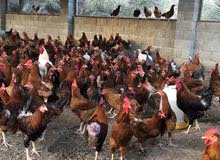 دجاج فرنسي بياض دجاج فرنسي بياض